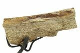 Fossil Dinosaur Rib Section w/ Metal Stand - South Dakota #294774-1